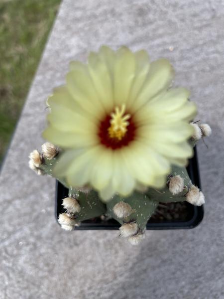 Astrophytum capas